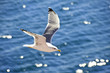 flying seagull