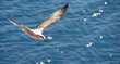 flying seagull