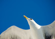 seagull in flight