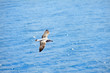 flying seagull