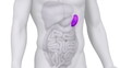 Male SPLEEN medical scan anatomy in white loop