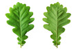 Green oak leaves Green oak leaves