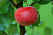 Fresh ripe apple with water drops Fresh ripe apple with water drops