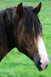 Dark brown horse close-up Dark brown horse close-up