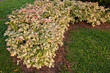hedge