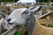 Portrait of a Bluefaced Leicester sheep at an agricultural show Portrait of a Bluefaced Leicester sheep at an agricultural show
