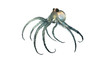 deep sea octopod isolated on white