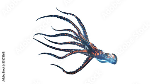 Illustration: deep sea octopus isolated on white deep sea octopus isolated on white