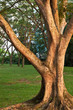 tree trunk portrait 2