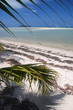 paradiso tropicale