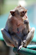 Macaco