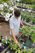 Man shopping for potted plants Man shopping for potted plants
