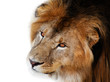 noble lion on a black background