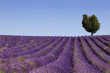 Campo de lavanda