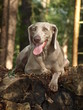 Jagdpause