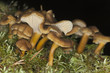 Funnel Chanterelle (Cantharellus tubaeformis) Funnel Chanterelle (Cantharellus tubaeformis)