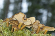 Yellowfoots (Cantharellus tubaeformis) Yellowfoots (Cantharellus tubaeformis)