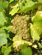 Weintrauben an der Mosel