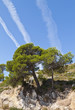 Vegetation on the Costline of Majorca, Spain Vegetation on the Costline of Majorca, Spain