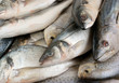 Seafood background