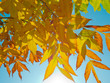 Sunlight passes through the autumn leaves