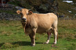 mucca al pascolo all' alpe Angeloga