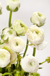 white Ranunculus