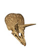 Craneo de triceratops