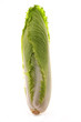 Chinakohl