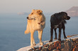 Two dogs