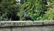 taube im herbst
