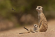 Suricate mother and pup watching a wasp flying past