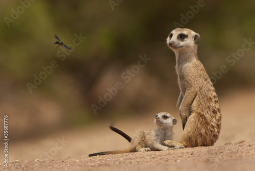 Photo: Suricate mother and pup watching a wasp flying past Suricate mother and pup watching a wasp flying past