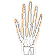 Human Hand Bones