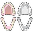 Human Teeth Chart