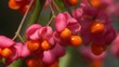 Gewöhnliche Spindelstrauch - Euonymus europaeus