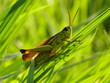 grasshopper on the grass