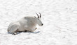 Happy mountain goat