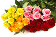 Farbige Rosen Farbige Rosen