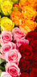 Farbige Rosen Farbige Rosen