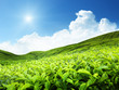 Tea plantation