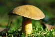 Velvet bolete mushroom (Suillus variegatus) Velvet bolete mushroom (Suillus variegatus)