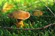 Velvet bolete mushroom (Suillus variegatus) Velvet bolete mushroom (Suillus variegatus)
