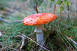 Fly-agaric mushroom Fly-agaric mushroom