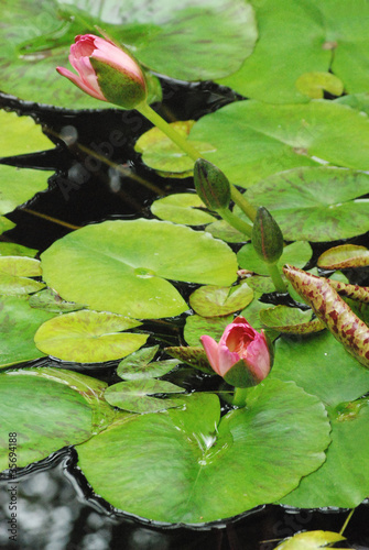 Photo: Green Lily pads in a pond with pink Lily buds Green Lily pads in a pond with pink Lily buds