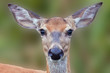 White-tailed Deer Close-up White-tailed Deer Close-up