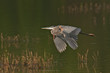 Great Blue Heron in Flight Great Blue Heron in Flight