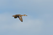 Mallard Duck in Flight Mallard Duck in Flight