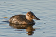 Ruddy Duck Ruddy Duck