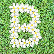 Pattern letter of plumeria flowers Pattern letter of plumeria flowers
